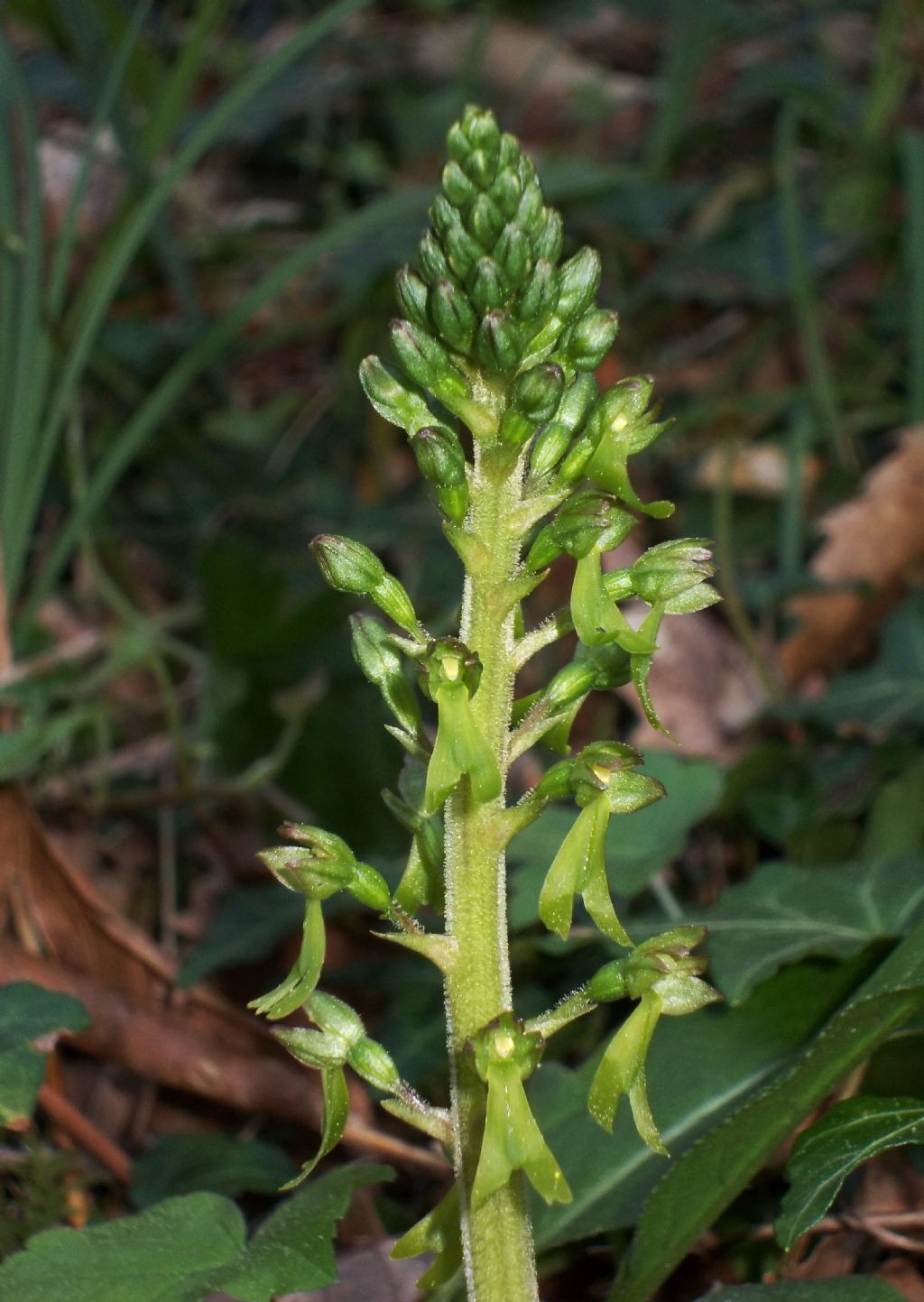 Listera ovata